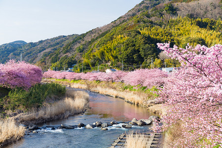 樱和河农村粉色樱花城市村庄植物群季节花园天空花瓣高清图片