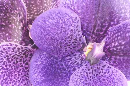 万大紫兰花 特写宏观花朵兰花蓝色紫色花瓣热带植物白色背景图片