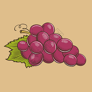 葡萄包装复古风格的葡萄 它制作图案彩色矢量烹饪绘画标签水果厨房插图浆果徽章叶子生态插画