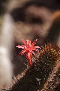 图尼拉红仙人掌花沙漠紫红色粉红色肉质地位背景图片