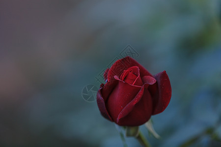 红玫瑰浪漫新娘花朵国家婚姻装饰玫瑰花束捧花风格背景图片