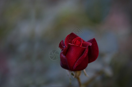 红玫瑰装饰婚礼花朵玫瑰婚姻捧花浪漫国家新娘花束高清图片