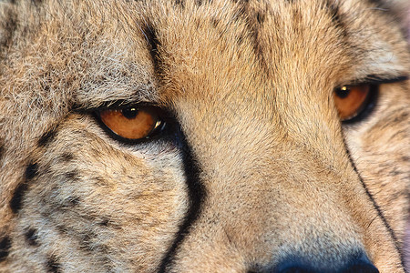 猎豹脸保护危险的高清图片