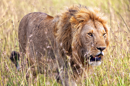 午休的狮子在马赛马拉国家公园的美丽狮子背景