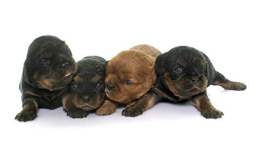 小小狗骑兵王查尔斯黑色新生儿棕色动物团体宠物猎犬工作室背景图片