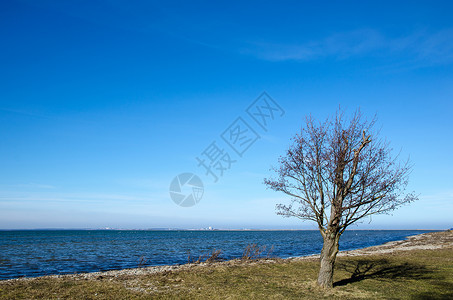 在海岸线旁的孤树背景图片