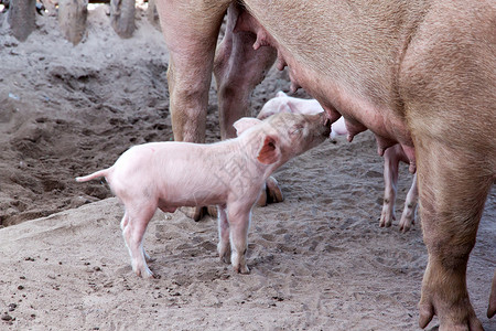 母乳喂猪猪农场农村粉色摊位友谊乡村木头动物农业食物背景图片