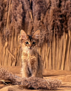棕色猫索马利小猫背景