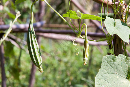 角形目角形古尔德新鲜文化美食拉法蔬菜农场秋葵葫芦绿色食物农业背景