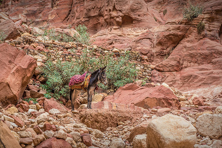 被红地包围的贝都因驴旅游砂岩旅行地标国家耳朵岩石文化哺乳动物遗产背景图片