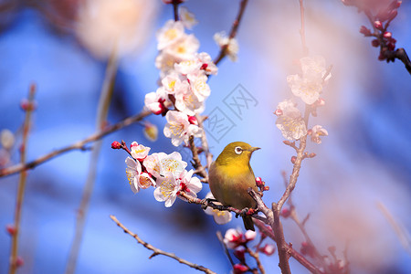 一枝绿萼梅梅吉罗在一枝日本杏子上鸟类白眼荒野近畿花朵生物背景