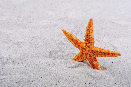 沙子背景中的橙色海星灰色场景婚礼热带星星风景海滩石头旅行背景图片
