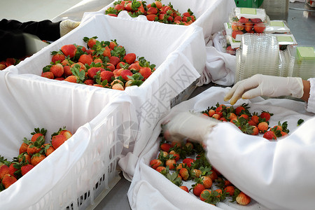 草莓 Da Lat dalat 水果 农业包装植物场地温室农场收获高科技产品收成场景背景