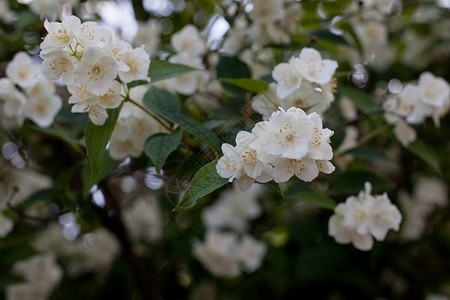 白茉花花绿色茉莉花花期衬套植被花园茉莉白色黄色水平背景图片