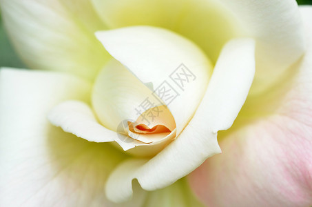 美丽的白花花头脆弱性白色水平植物群黄色花瓣摄影背景图片