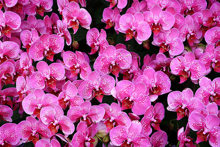 美丽的粉红色 紫红兰花花枝白色绿色展示植物花瓣植物群紫色兰花热带背景图片