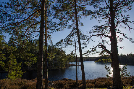 树林中的小湖分支机构树木松树美丽蓝色环境树干支撑风景海景背景图片