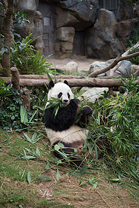 成都七中野生动物中的可爱巨型熊猫公园游客旅行竹子热带大熊猫荒野黑色素丛林黑色背景