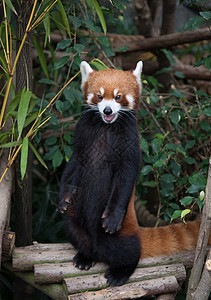 红木凳野生动物中的可爱红熊猫荒野动物园濒危动物哺乳动物竹子大熊猫公园背景
