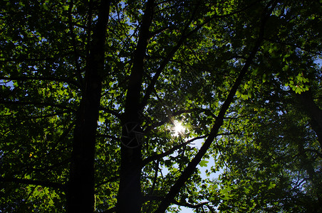 在森林里阳光背景图片