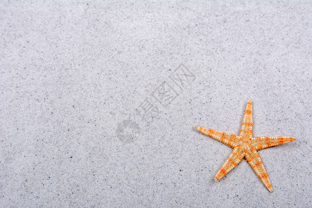 砂底的橙色海星背景图片
