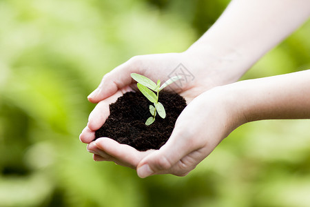 小烛树蜡土壤 新生命或园艺概念中的小植物地球拇指生活手指脆弱性叶子绿色植物群花园起源背景