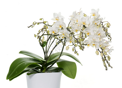 锅中的白兰花植物盆栽工作室白色背景图片