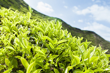 梅岭三章开克高地茶叶种植园景观场地花园农场商业香气农村场景叶子爬坡植物背景