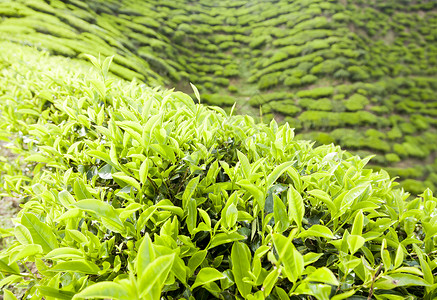 梅岭三章开克高地茶叶种植园景观场景叶子收成绿色植物地标爬坡植物花园石头农场背景