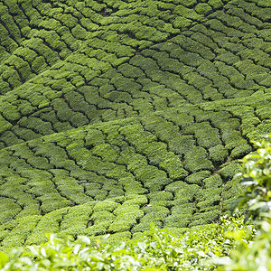 梅岭三章开克高地茶叶种植园景观绿色植物石头商业季节地标香气农田收成植物场地背景