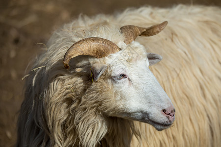 长形喇叭山羊的公驼头发哺乳动物牛角喇叭绵羊毛皮野生动物螺旋男性卷曲背景