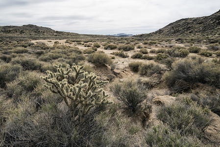 哈维里莫哈维沙漠美国高清图片