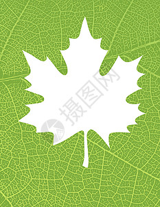 具有文本或图像可用空间的自然背景 绿叶海报叶子生物绿色地球静脉生活回收墙纸生态背景图片