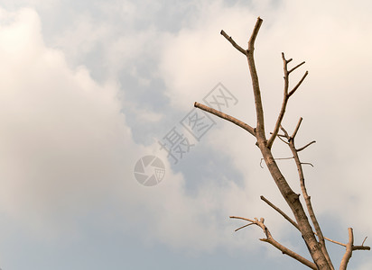 死树树干白色环境沙漠干旱树木死亡木头背景图片