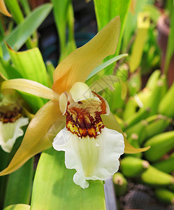 氨基酸黄色生态植物兰花热带植物群荒野花朵生物花园背景图片