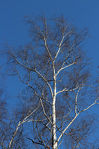 没有叶子的树枝蓝色空气树干太阳白色桦木背景图片
