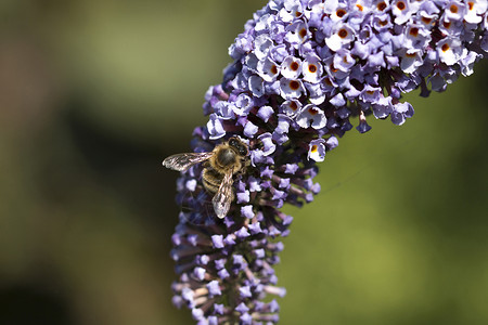 蜜蜂在紫蝴蝶树上 宏观背景图片