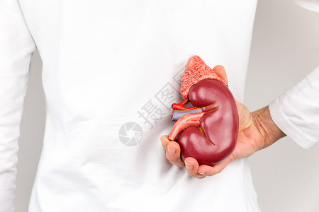 人体体内肾脏器官手持型模型高清图片