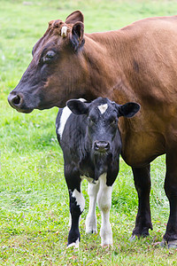 长着黑白小牛的棕褐母牛高清图片