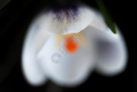 番红花春天红花植物宏观花瓣花园绿色背景图片