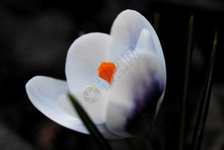 番红花春天植物宏观红花绿色花瓣花园背景图片