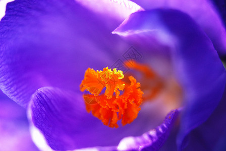 番红花春天宏观花瓣花园红花植物绿色背景图片