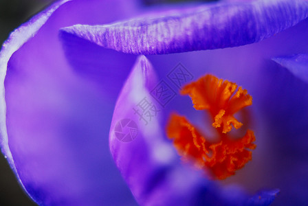 番红花春天花瓣红花宏观植物绿色花园背景图片