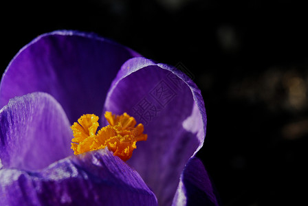 番红花春天宏观红花花瓣绿色花园植物背景图片