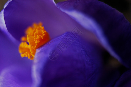 番红花春天花瓣绿色宏观红花植物花园背景图片