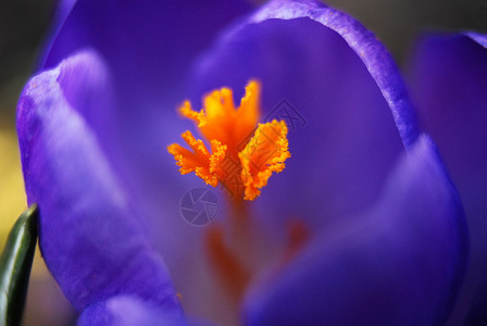 番红花春天植物宏观红花绿色花瓣花园背景图片