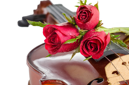 紫罗兰和红玫瑰笔记字符串木头床单玫瑰小提琴雏菊音乐花朵仪器背景图片