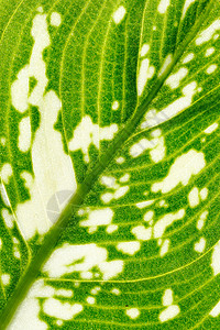 万年青绿色热带静脉植物学边界黄色公园宏观叶子白色背景图片