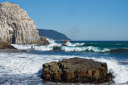 智利海岸的海鸟殖民地问题海岸海景海浪海洋宪法天空地段冲浪蓝色海滩图片