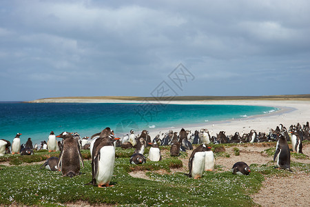 巴布亚企鹅蓝色的麦哲伦高清图片